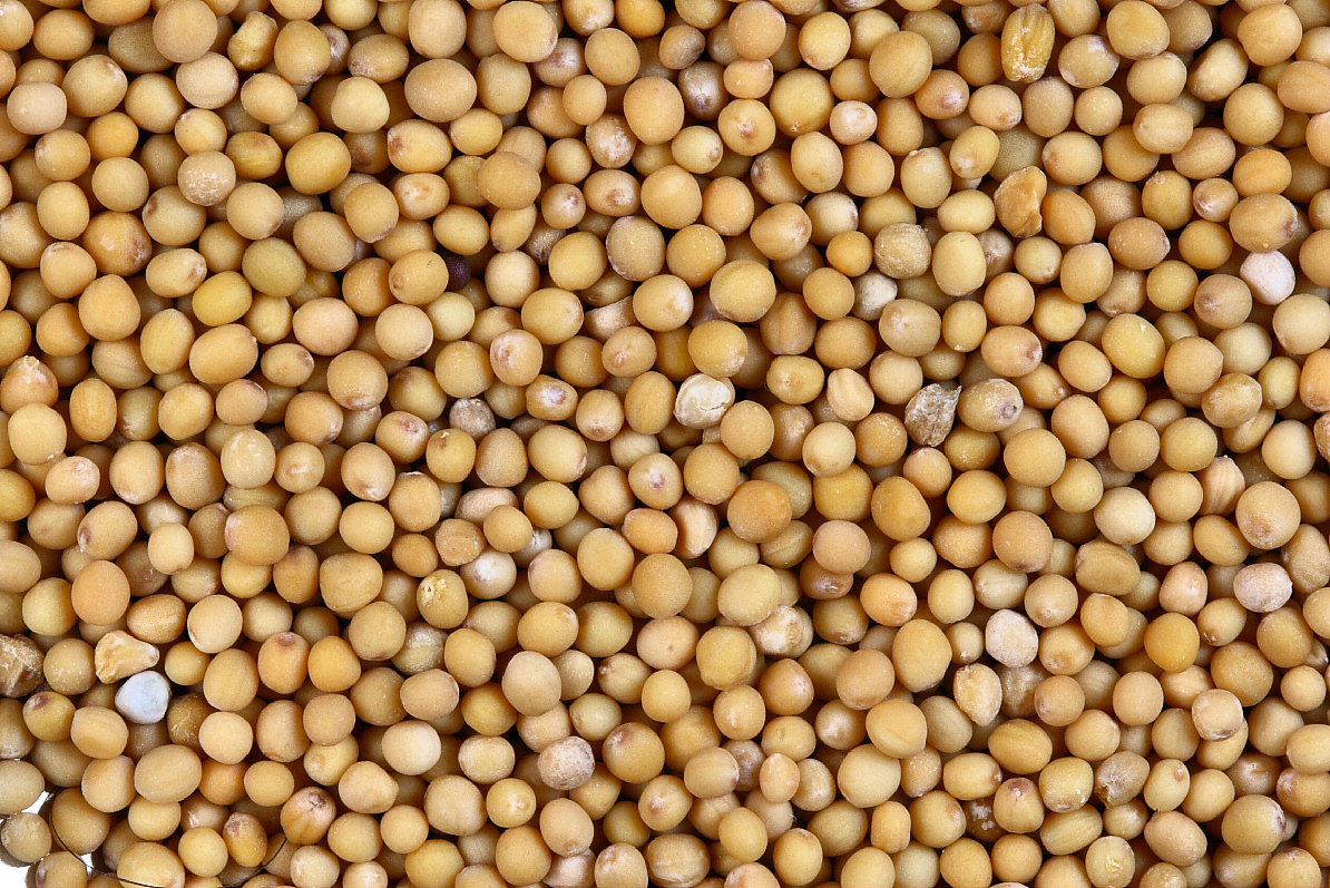 Export quality mustard seeds